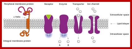 Image result for different kinds of cell receptors