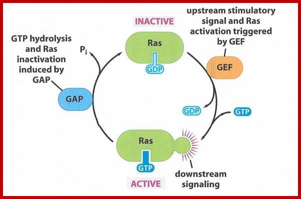 Image result for Ras active and inactive