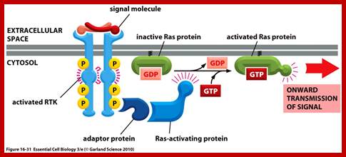 Image result for receptor Tyrosine kinase