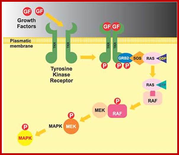 Image result for RAF-RAS signal pathway