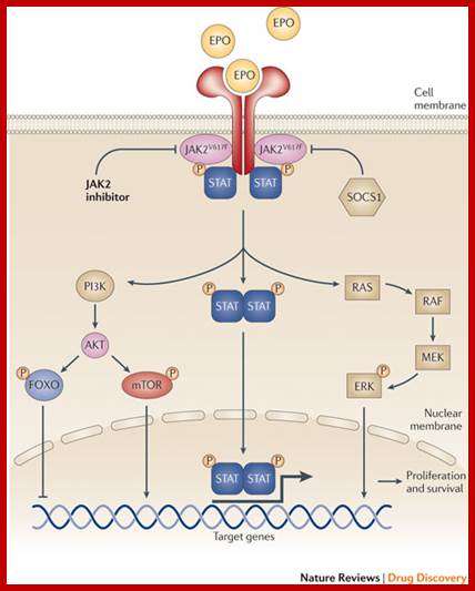 Image result for JAK2 kinase and STAT signal pathway