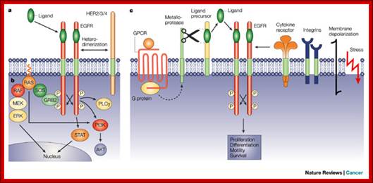 The discovery of receptor tyrosine kinases: targets for cancer therapy