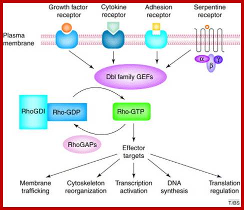 Image result for hormones, cytokines and growth factors act on Rho