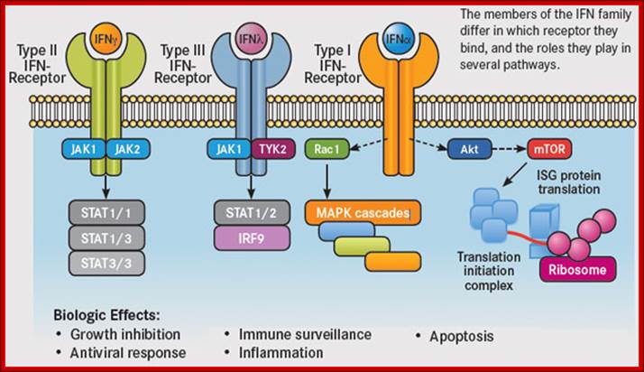 A Glimpse at IFN Pathways