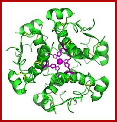 InsulinHexamer.jpg