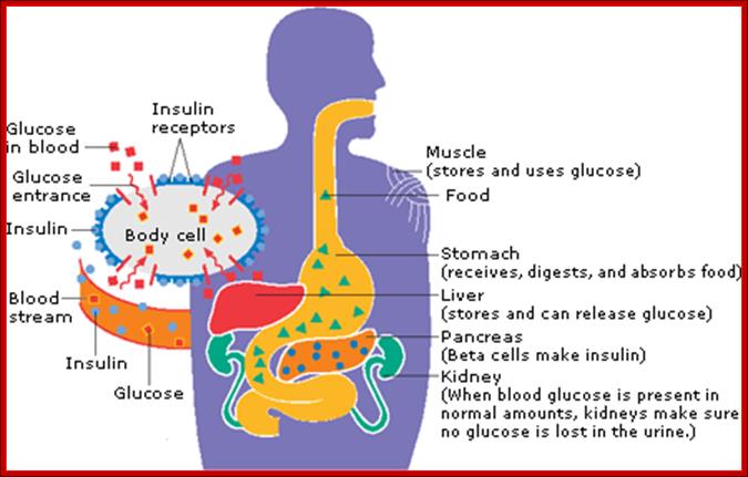 How Insulin Works