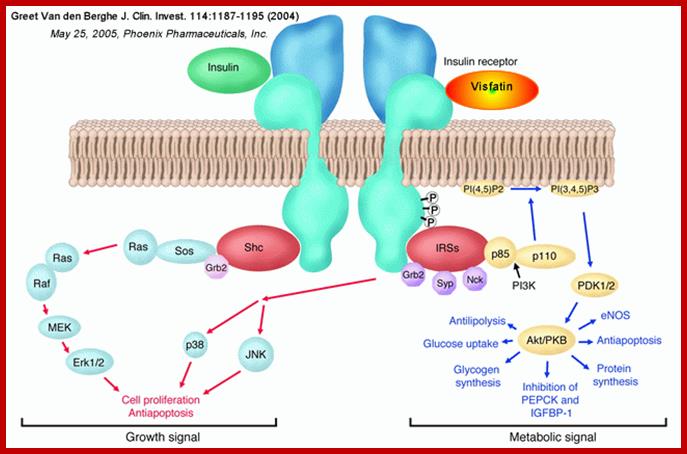 Image result for Insulin receptor protein