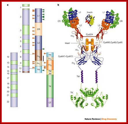 Structural biology of insulin and IGF1 receptors: implications for drug design