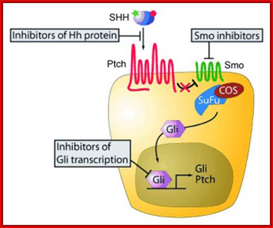 Hh pathway