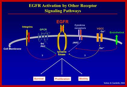 Image result for VGCC, RTK, and GPCR pathway