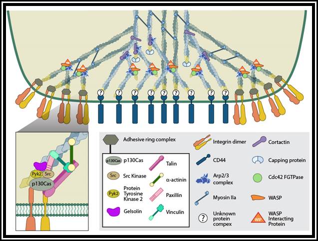 What is the first step in podosome assembly? | MBInfo