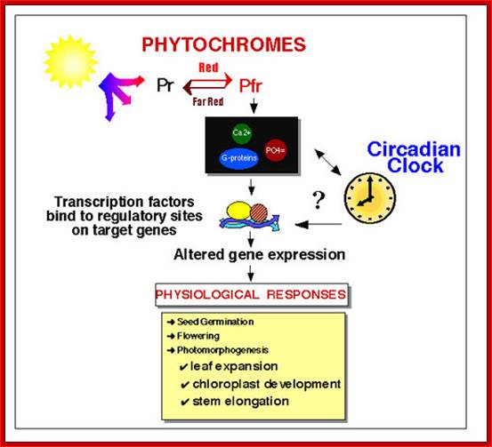 Phytochrome and the Circadian Clock