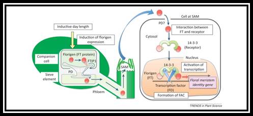 Image result for florigen Hd3a induced florigen activation complex