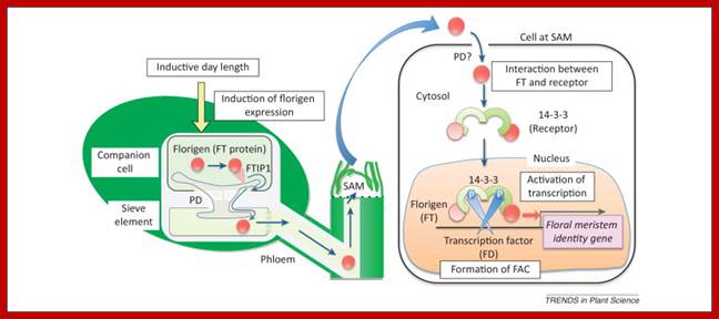 Image result for florigen Hd3a induced florigen activation complex