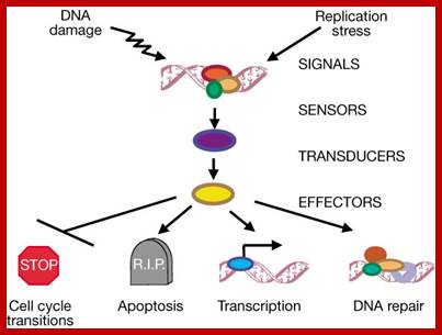 Image result for DNA damage stress sensor induced pathway