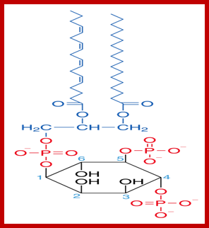 Image result for Phosphatidylinositol 3P chemical structure