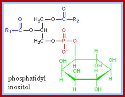 https://www.rpi.edu/dept/bcbp/molbiochem/MBWeb/mb1/part2/images/inospl.gif