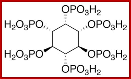 Image result for Inositol 1,2,3,4,5,6-phosphate