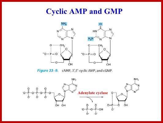 Image result for cyclic AMP and cyclic GMP