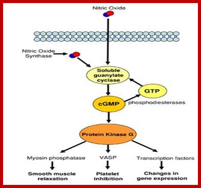 Image result for Nitric oxide as a signal molecule