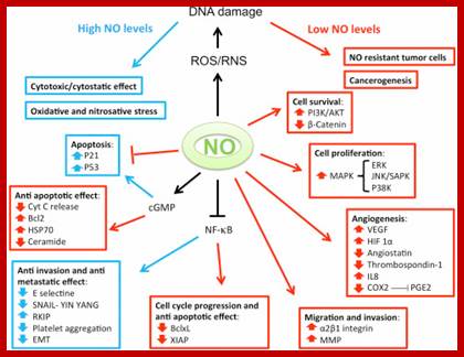 Image result for cGMP regulated cellular activities