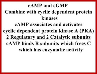 Image result for cGMP regulated enzymes activities