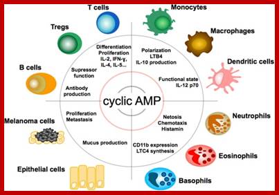 Image result for role of cyclic AMP