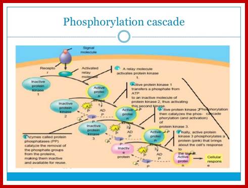 Image result for cyclic AMP cascading effect