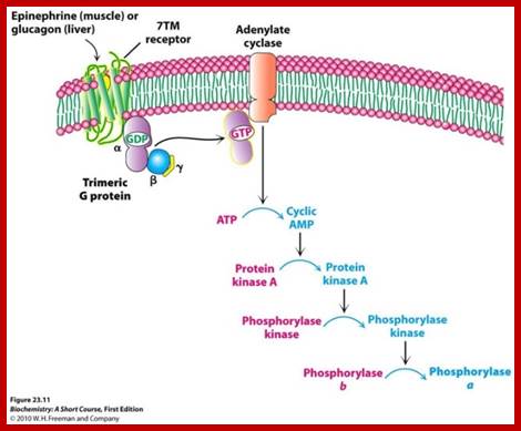 Image result for cyclic AMP cascading effect