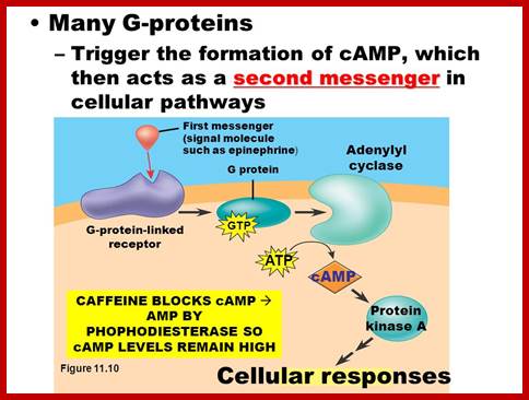 Image result for signal molecules act on G-protein linked receptor