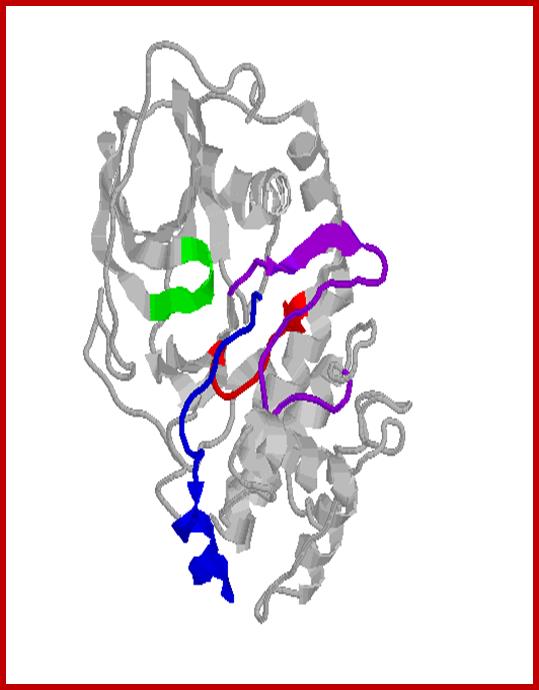 Animation of Protein Kinase A (PKA) catalytic subunit in active conformation