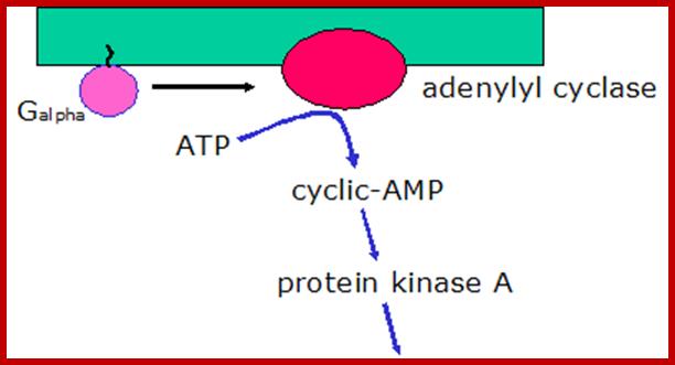 http://courses.washington.edu/conj/gprotein/camp.gif