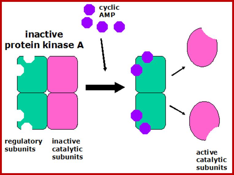 http://courses.washington.edu/conj/gprotein/kinasea.gif