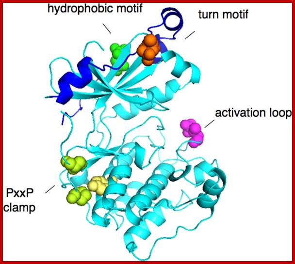 http://ajpendo.physiology.org/content/ajpendo/298/3/E395/F2.large.jpg