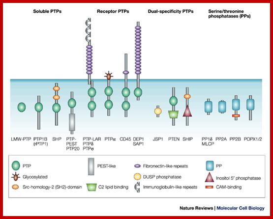 Phosphatases in cell|[ndash]|matrix adhesion and migration