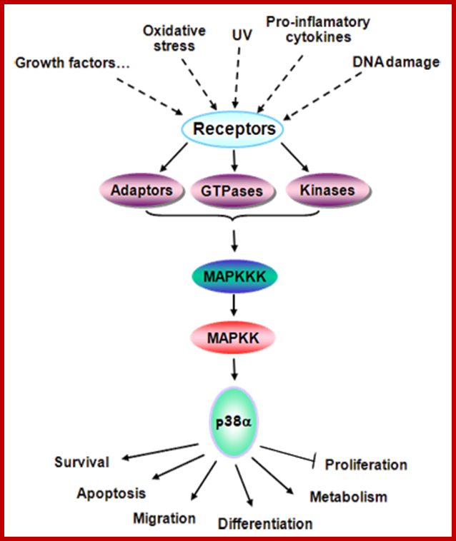 http://atlasgeneticsoncology.org/Genes/Images/MAPK14Fig5.png