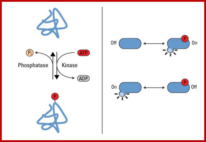 Phosphorylation is reversible and regulates protein function