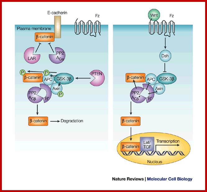 Phosphatases in cell|[ndash]|matrix adhesion and migration