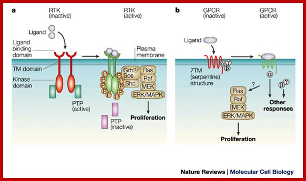 Transactivation joins multiple tracks to the ERK/MAPK cascade