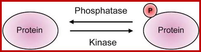 Image result for serine, threonine, Tyrosine  Phosphatase and Kinase