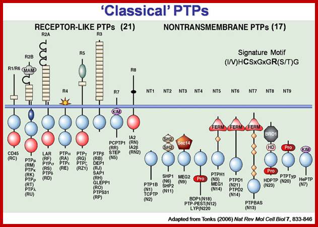 Classical PTPs