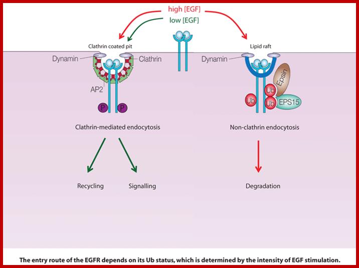 http://www.ifom-ieo-campus.it/research/images/difiore/Figure01.gif