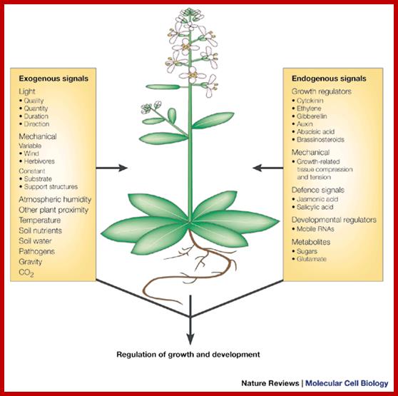 Signal processing and transduction in plant cells:
the end of the beginning?