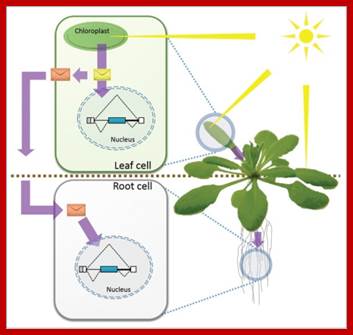 Plants use chloroplasts as light sensors that generate signals able to fine-tune nuclear gene expression. Light perceived in the chloroplast, the photosynthetically specialized organelle in the plant cell, triggers a signal that reaches the nucleus and affects alternative splicing, one important step in gene expression regulation able to generate several messages and proteins from a single gene. The light induced signal, or a derived one, is able to travel through the plant to non-photosynthetic tissue (i.e.: roots) affecting the alternative splicing there.