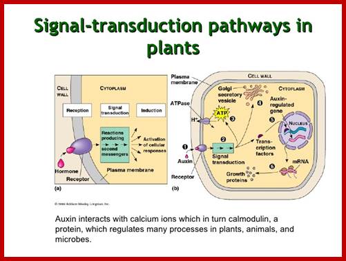 Image result for Light as Signal in Plants