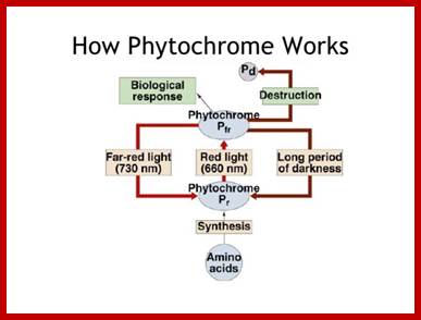 https://image.slidesharecdn.com/ch39plantresponses-120424120228-phpapp01/95/chapter-39-plant-responses-38-728.jpg?cb=1335269024