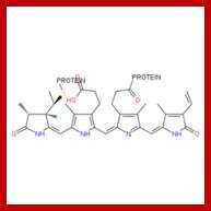 structure of Phytochrome