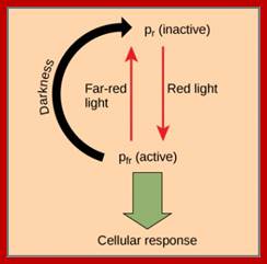 Image result for Phytochromes