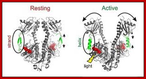 Image result for active and inactive phytochromes in response to light