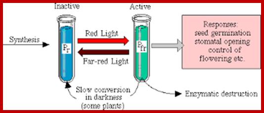 Image result for active and inactive phytochromes in response to light